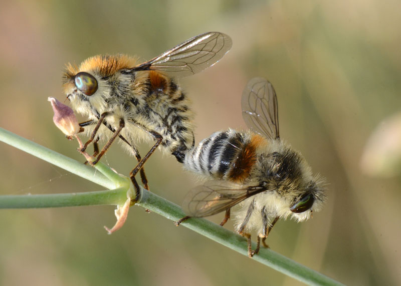 Coppia da identificare